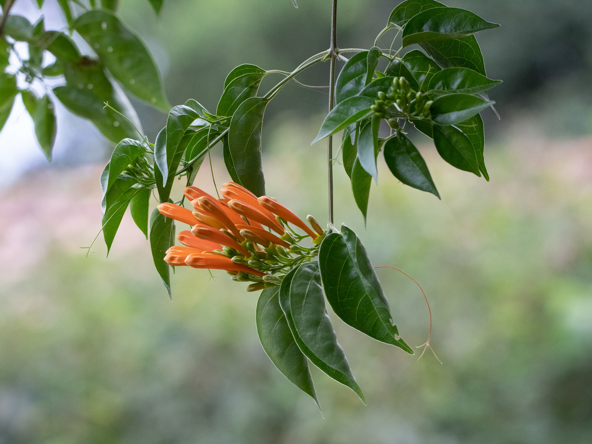 Pyrostegia venusta